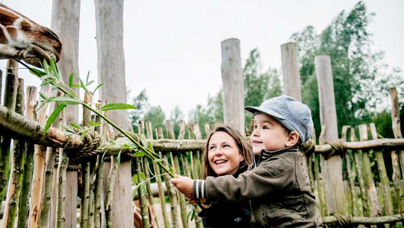 En lille dreng med grøn jakke og kasket fodrer en giraf med en bambusgren. En kvinde sidder på hug ved siden af drengen, smiler og kigger på.