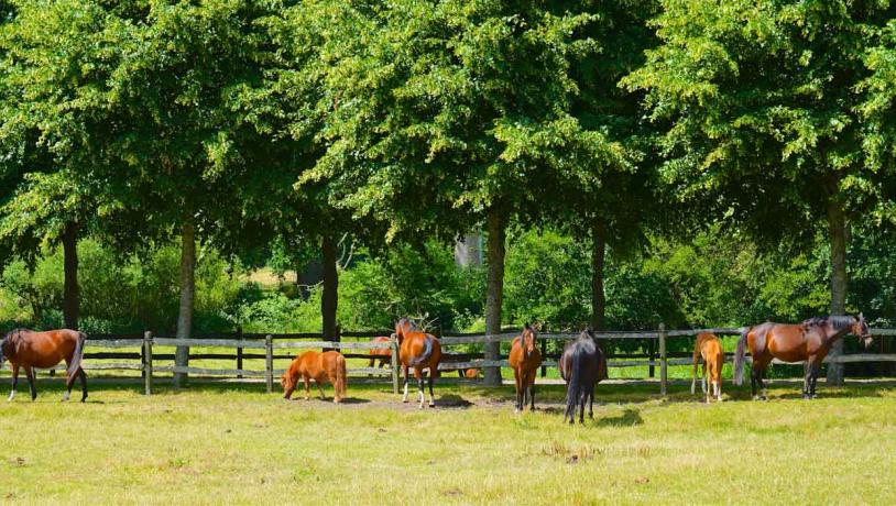 På en helt grøn græsmark står otte heste og græsser. Bag dem adskiller et træhegn dem fra en skov fyldt med grønne træer. 