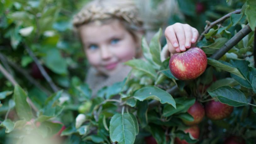 Lille pige plukker et rødt æble fra en gren med grønne blade.