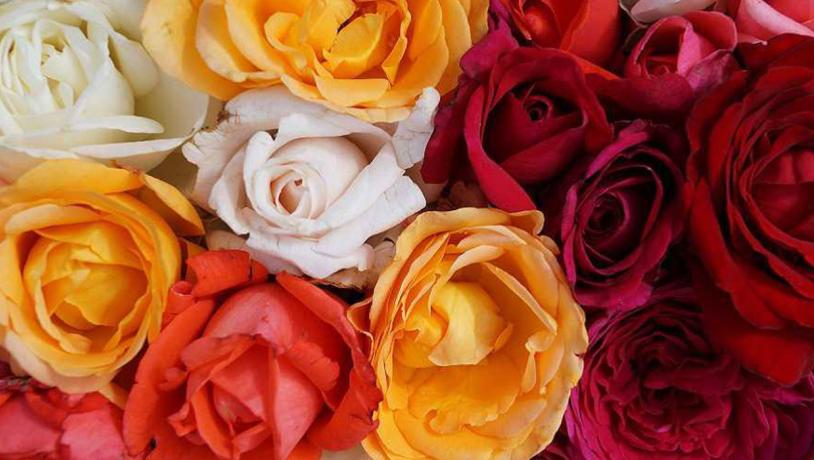 Rosenfestival i Bogense