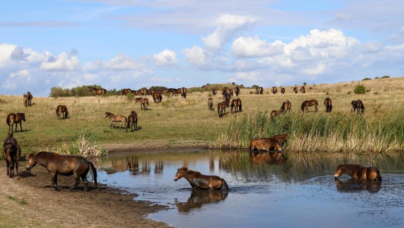 De vilde heste fra Langeland ved sø