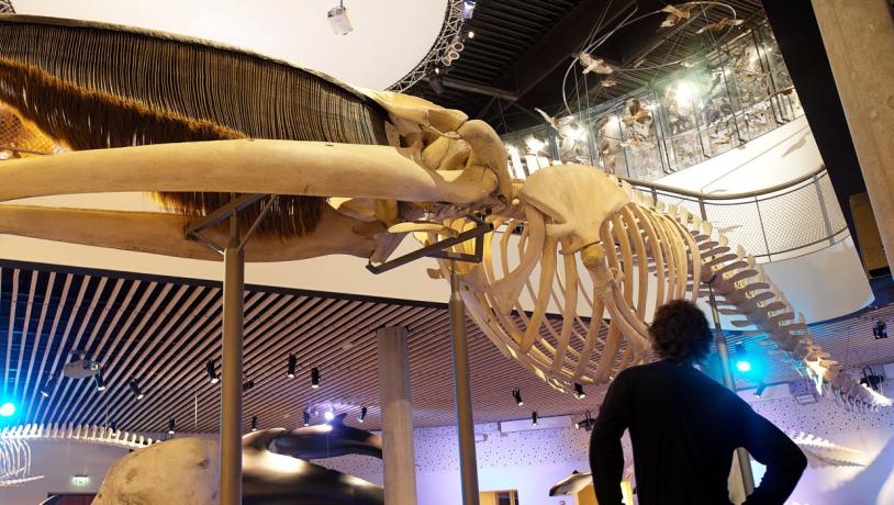 naturama museum svendborg