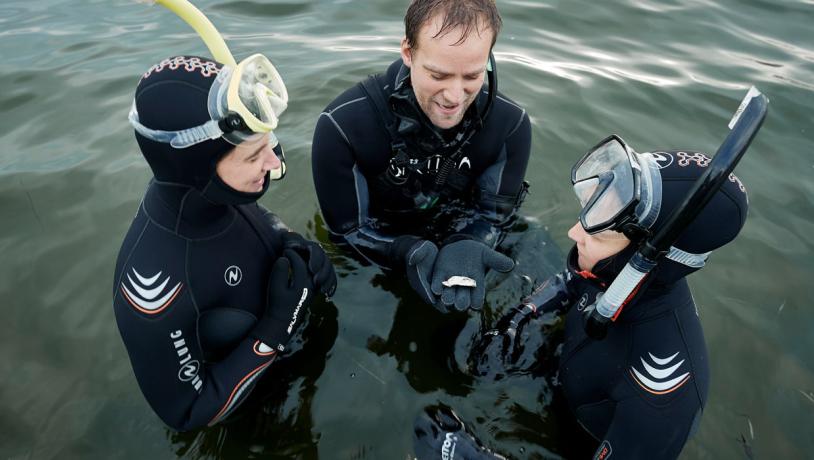 snorkel dyk øhav hav