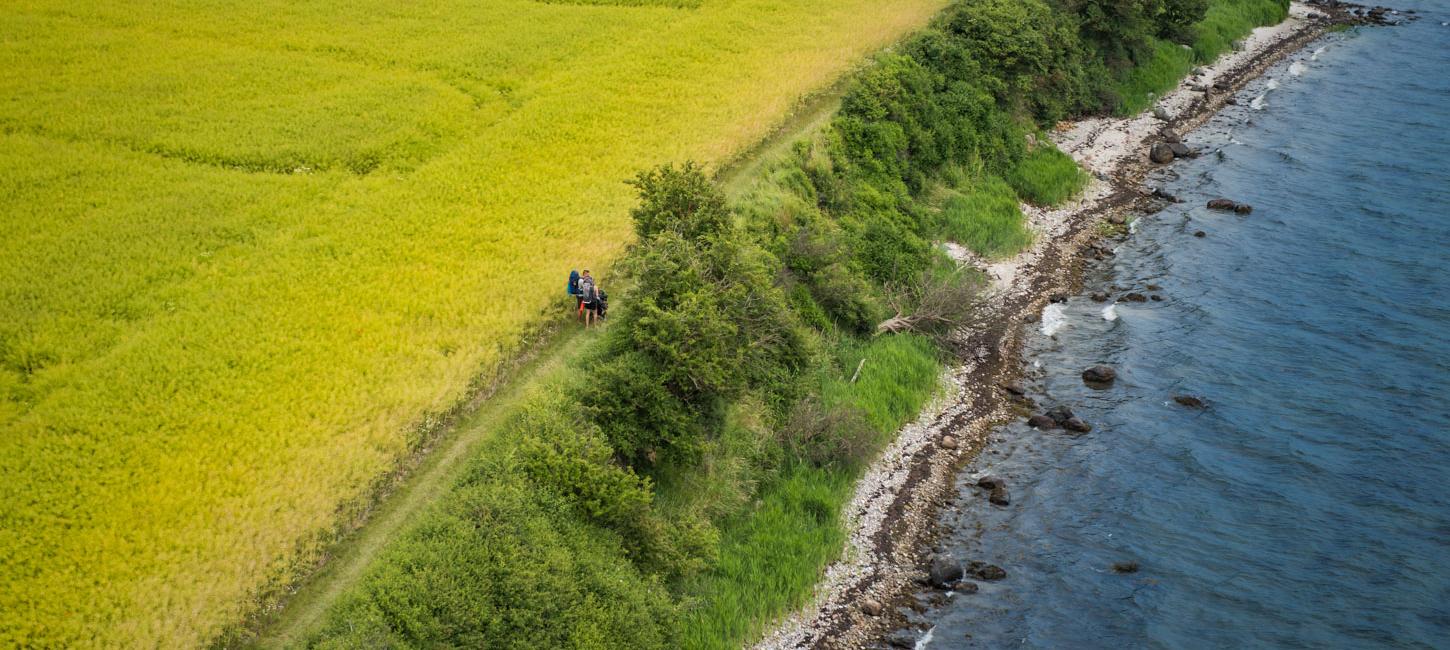 Dronefoto af to vandrere på en sti med en gul rapsmark på den ene side og blåt hav på den anden side.