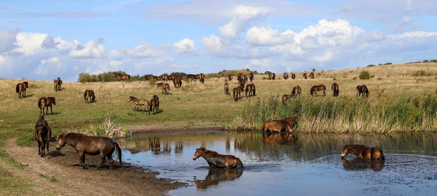 De vilde heste fra Langeland ved sø