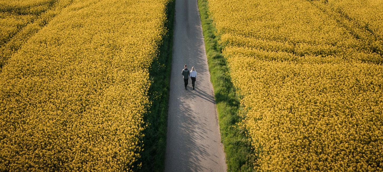 En smal vej gennemskærer en gul, solbeskinnet raspmark. Billedet er taget oppefra, så vejen skærer billedet over i to. Der går to mennesker på vejen.