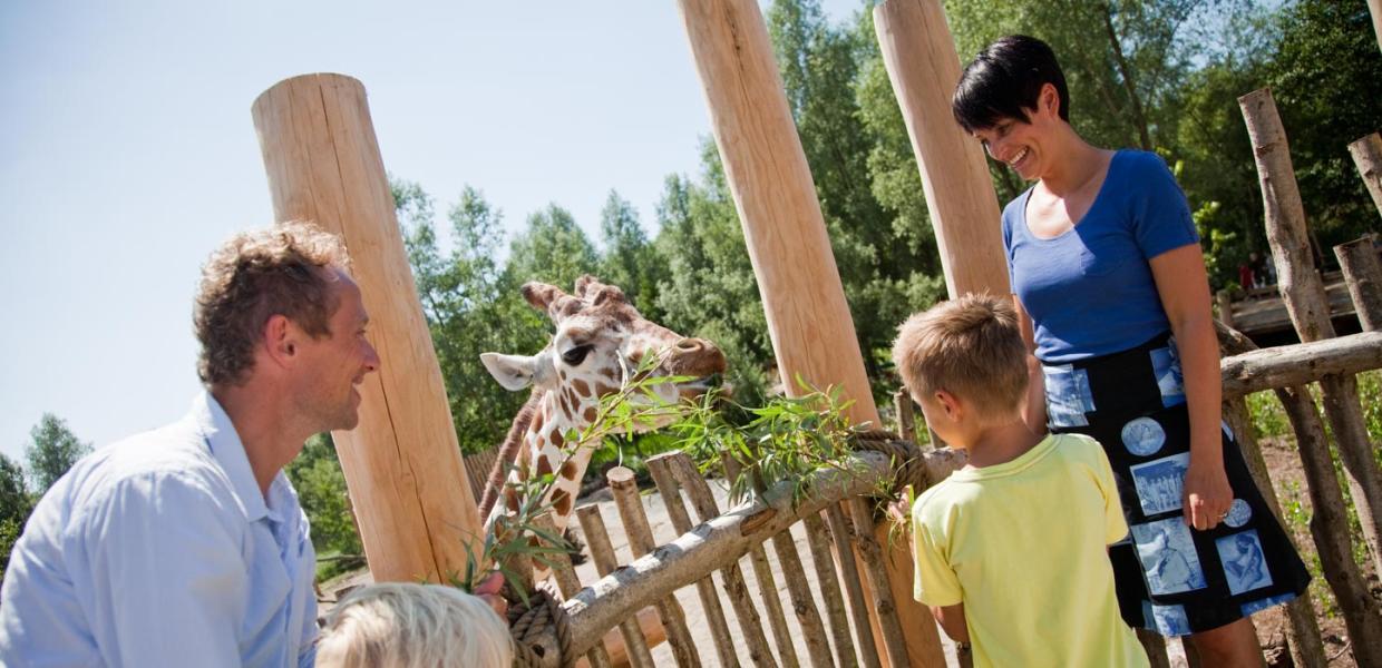 Besøg Odense ZOO - familie fodrer girafferne