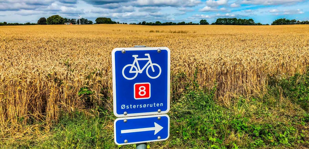 Cykelskilt viser vej på Østersøruten, den nationale cykelrute nummer 8. I baggrunden ses en gylden mark med korn.
