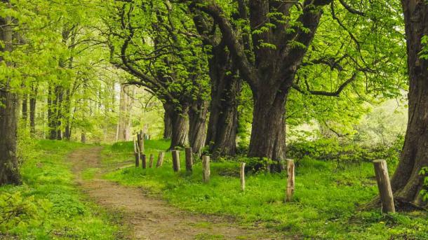 dyreborg skov forår sommer 