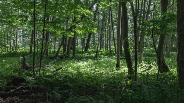 Dyb grøn skov med masser af lange, tynde træer.