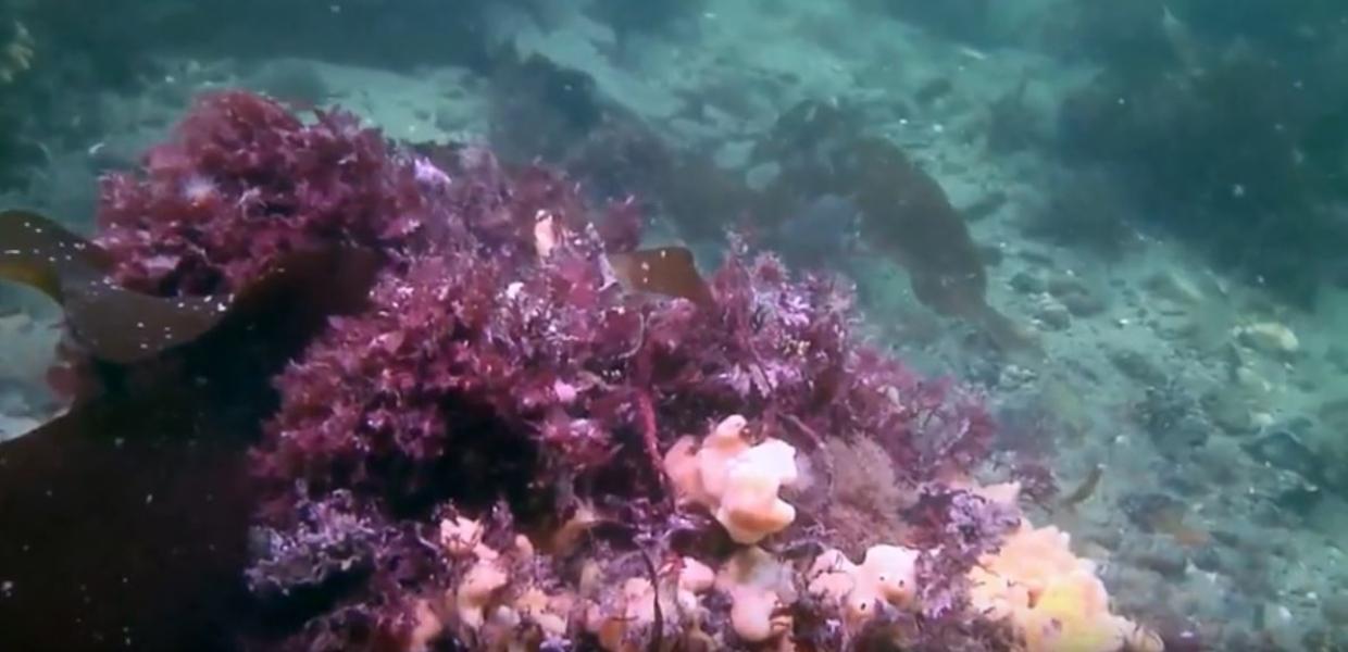 Dykning dyk diving aktiv hav Fyn øhavet