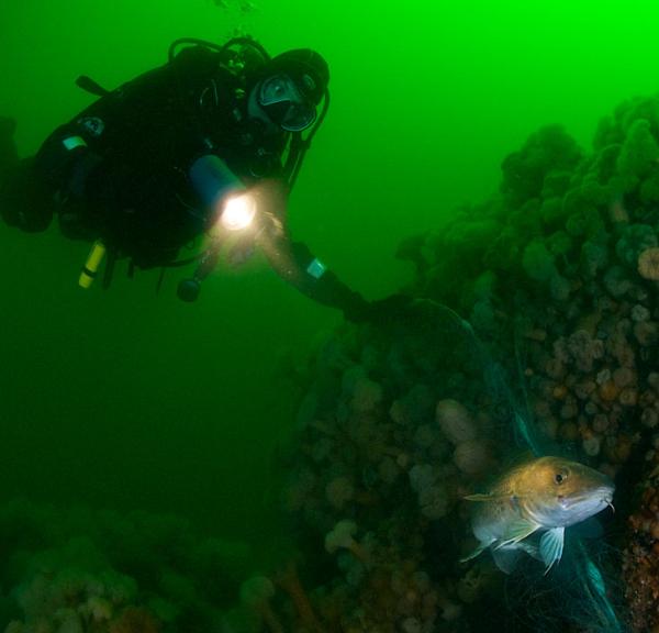 Dykker under havets overflade, der lyser med lygte på koralrev.