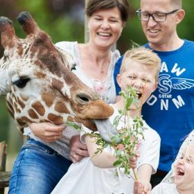 En dreng fodrer en giraf, mens en kvinde, en mand og to piger griner og kigger på.