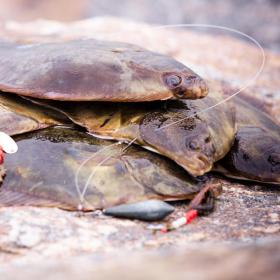 En bunke skinnende, nyfangede fladfisk på en klippeoverflade sammen med noget fiskesnøre og en rød-hvid fiskekrog.