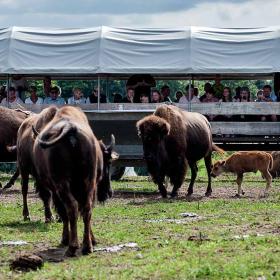 bison farm ditlevsdal guidet tur fyn