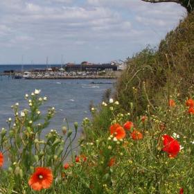 Et billede af en kyststrækning fyldt med højt græs og markblomster. I baggrunden mødes havet og himlen kun afbrudt af en havn.